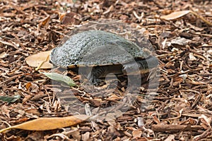 Freshwater turtle