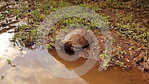 Freshwater turtle diving into the water. Striped neck terrapin goes swimming