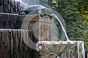 Freshwater Turtle Fountain