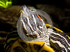 Freshwater turtle head