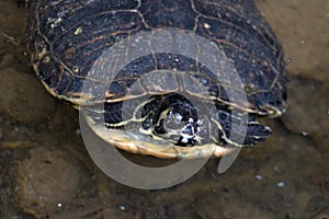 Freshwater turtle