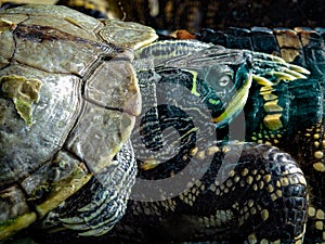 Freshwater Turtle Resting on American Alligator