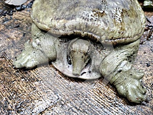 A freshwater turtle with a smooth shell