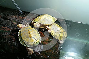 Freshwater turtle sunning Fluorescent light on the stone in the aquarium.