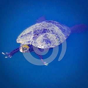 Freshwater Turtle Swimming in a Pond