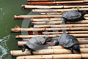 Freshwater turtles