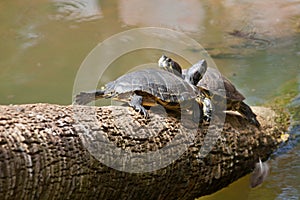 Freshwater Turtles