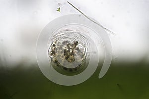 Freshwater Vorticella Campanula. Benthos by microscope. Water Life