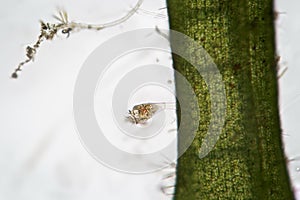 Freshwater Vorticella fastened to algae. Benthos by microscope