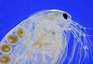 Freshwater water flea (Daphnia magna)