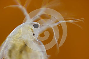 Freshwater water flea (Daphnia magna) photo