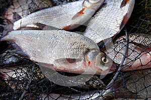 Freshwater white bream or silver bream and bronze bream or carp