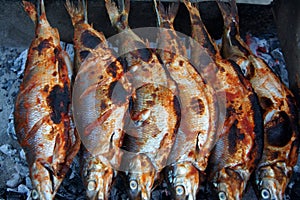 Freshwater Whitefish Coregonus lavaretus at lake Sevan