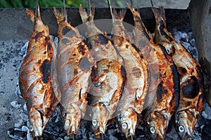 Freshwater Whitefish Coregonus lavaretus at lake Sevan