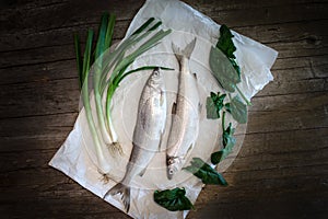 Freshwater Whitefish (Coregonus lavaretus) photo