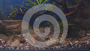 Freshwater wild fish, the gudgeon Gobio gobio and small bream in clear aquarium water