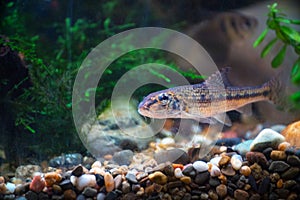 Freshwater wild gudgeon (Gobio gobio) in aquarium