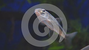 Freshwater wild gudgeon Gobio gobio in clear aquarium water