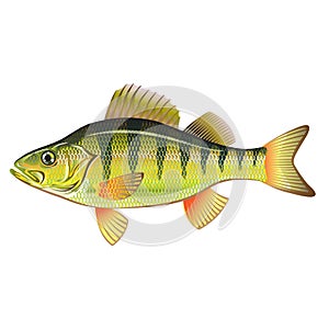 Freshwater Yellow Perch Vector Art graphic design file photo