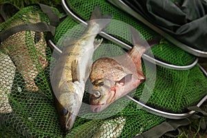 Freshwater zander and common bream fish on keepnet with fishery catch in it