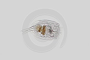 Freshwater zooplankton Rotifer or Rotifera Euchlanis photo