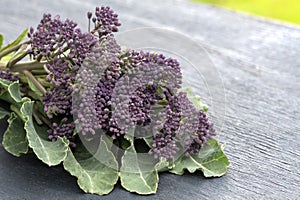 Freshy cut purple sprouting broccoli