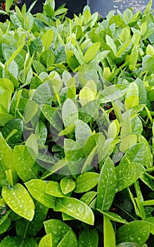 freshy greeny leaf