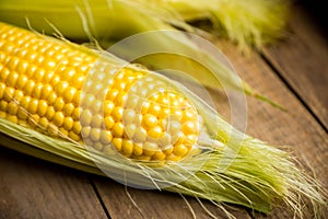 Freshy harvested corn in the wooden crate