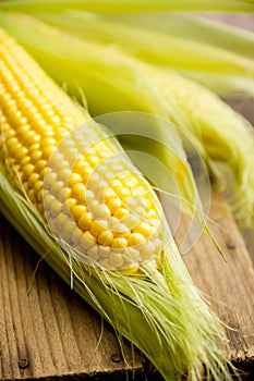 Freshy harvested corn in the wooden crate