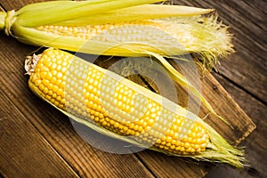 Freshy harvested corn in the wooden crate