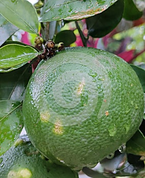 Freshy lime fruit