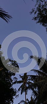 Freshy palm and trees