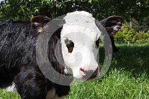 Fresian calf close up