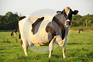 Fresian Cow