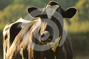Fresian Cow