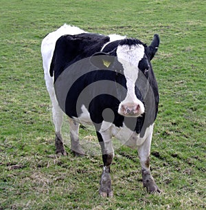 Fresian cow