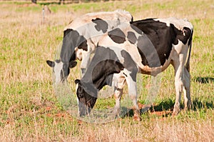 Fresian cows grazing