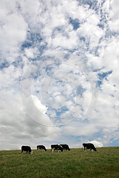 Fresian cows grazing
