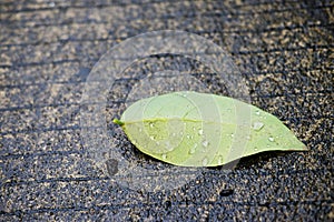 Fressness of Green leaf with dew water drops on wet concrete floor