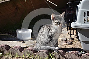 Freya kitten Poses next to her Pet Carrier eagerly awaiting her next adventure