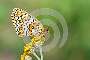 The Freyer`s fritillary butterfly , Melitaea arduinna , butterflies of Iran