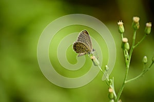 Freyeria putli butterfly nectaring on flower