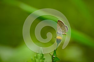 Freyeria putli butterfly nectaring on flower