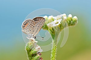 Freyeria trochylus , The Grass Jewel butterfly