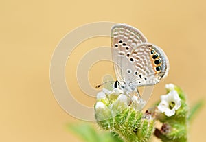 Freyeria trochylus , The Grass Jewel butterfly