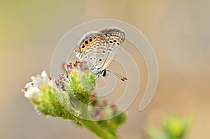 Freyeria trochylus , The Grass Jewel butterfly