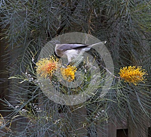 Friarbird feasting on flowering grevillias