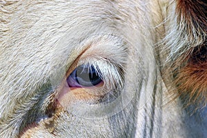 Fribourg cow eye, Switzerland