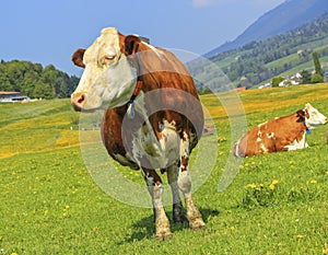 Fribourg cow resting, Switzerland