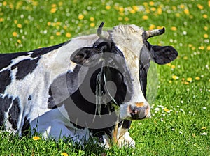 Fribourg cow resting, Switzerland